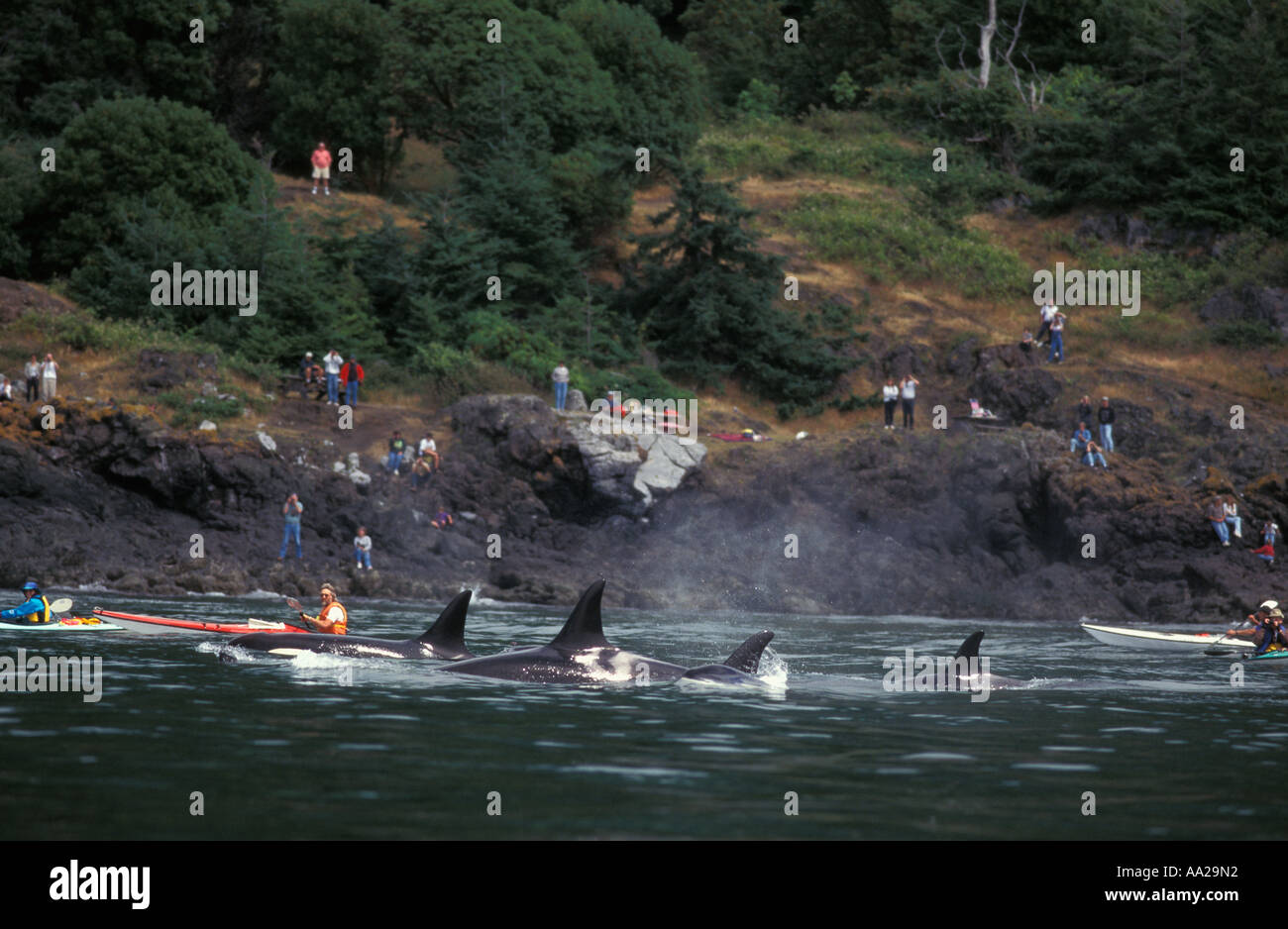 Lm6051 épaulards, Orcinus orca, parc d'état de Lime Kiln Washington USA Océan Pacifique. Photo Copyright Brandon Cole Banque D'Images