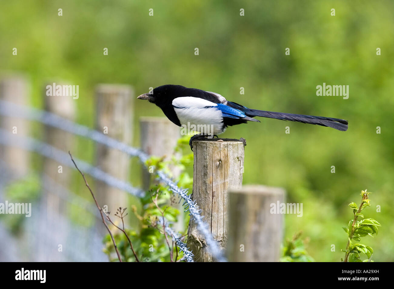 Magpie Reposant Sur Des Barbelés Bleu Blanc Vert Oiseau Noir