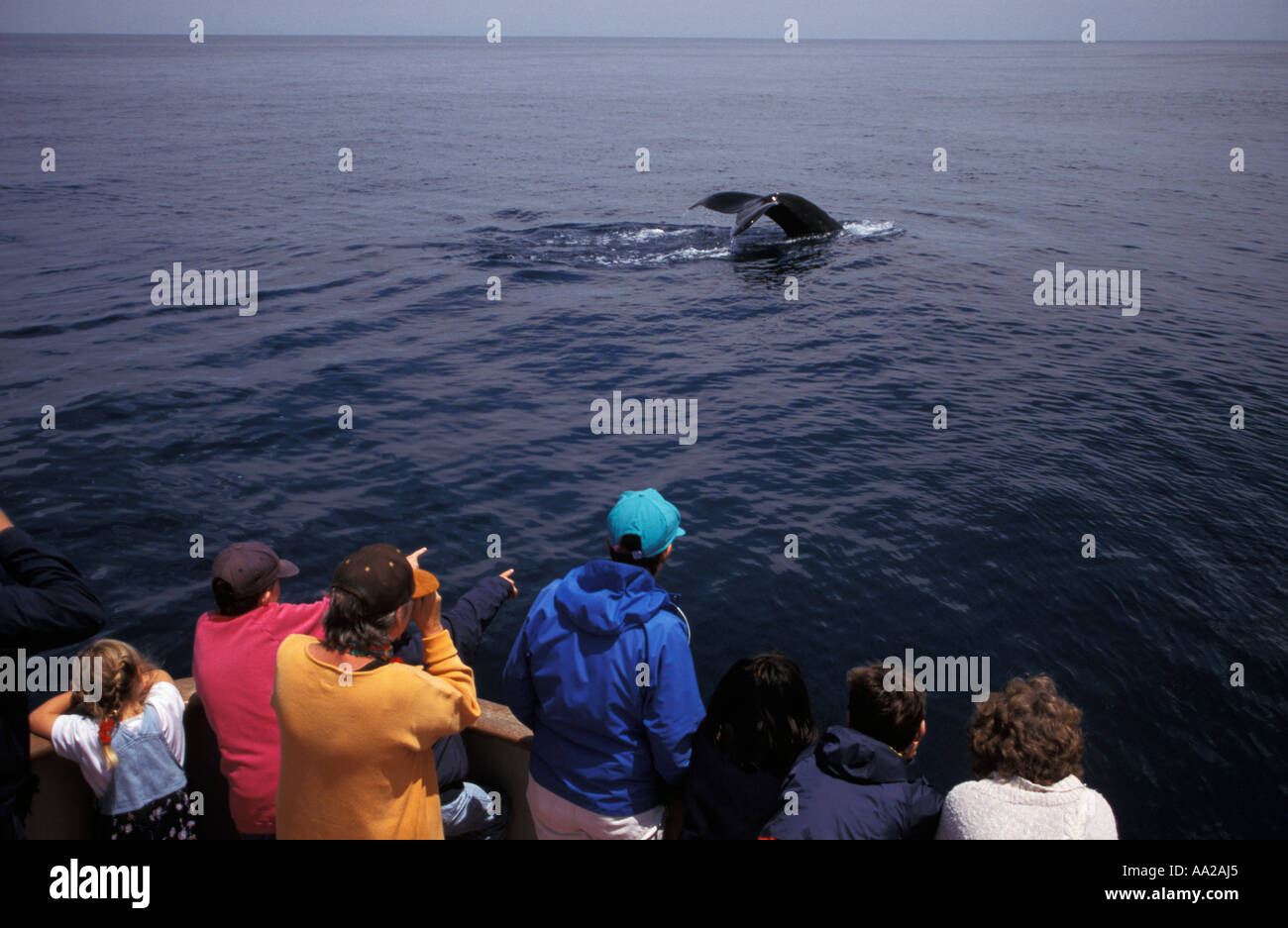 Lz64 les gens sur place en bateau une baleine à bosse, Megaptera novaeangliae. New England Océan Atlantique. Photo Copyright Brandon Cole Banque D'Images