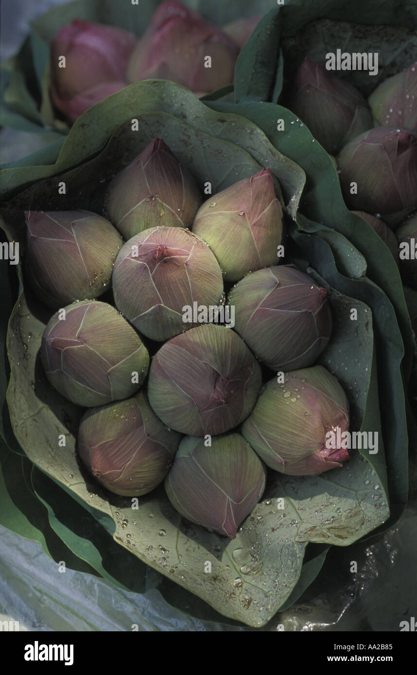 Thailande Des fleurs de lotus au marché aux fleurs de Pak Klong Talat Banque D'Images