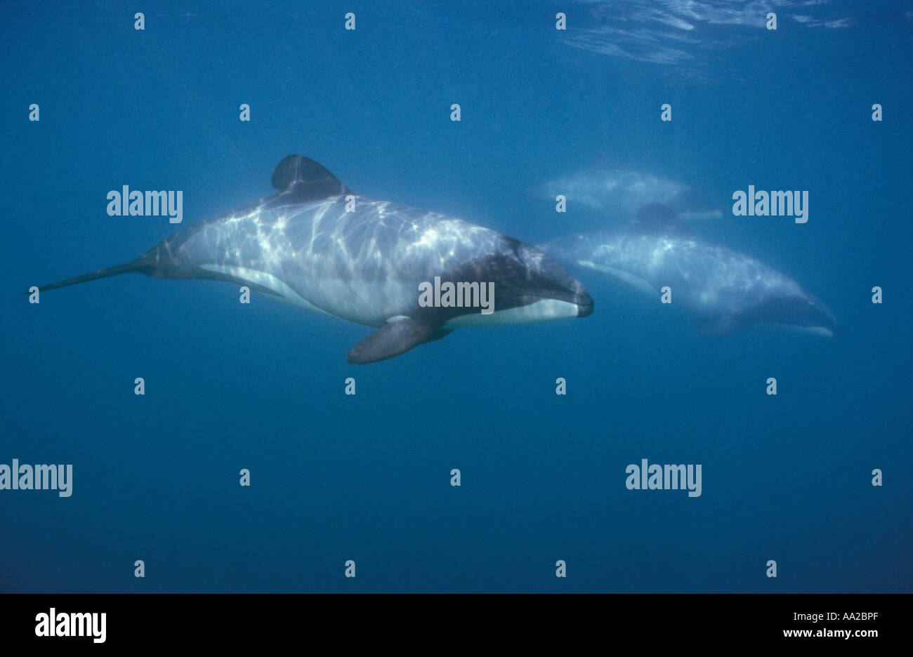 Pd700. Les Dauphins d'Hector, Cephalorhynchus hectori. La NOUVELLE ZELANDE, l'océan Pacifique. Photo Copyright Brandon Cole Banque D'Images
