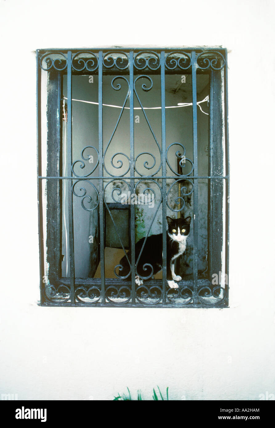 Cat Chat noir et blanc assis et regardant par une fenêtre en Espagne Banque D'Images