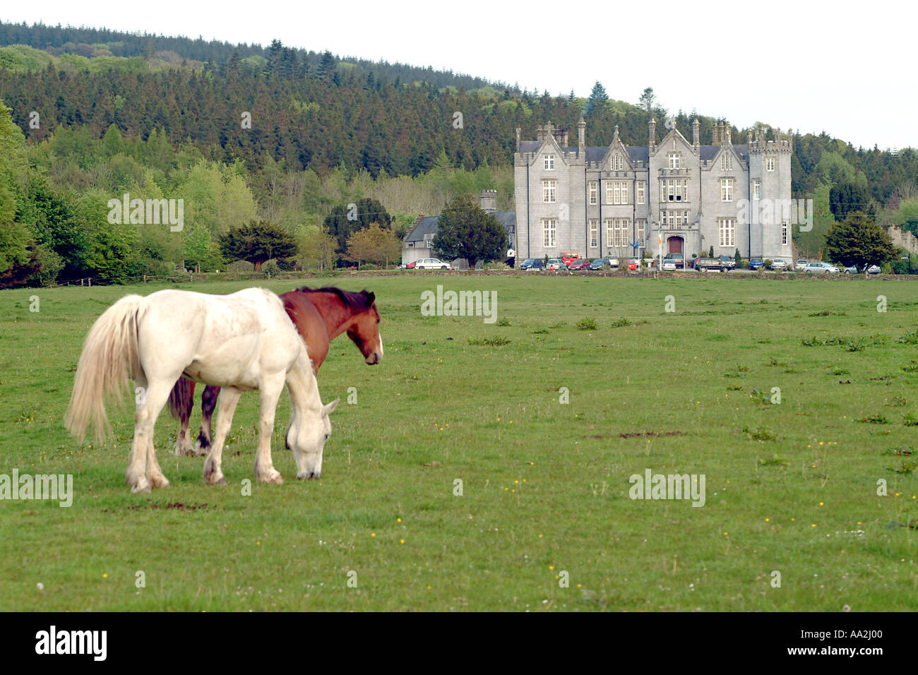 Deux chevaux en face de Château Kinnity dans Comté d'Offaly en Irlande. Banque D'Images