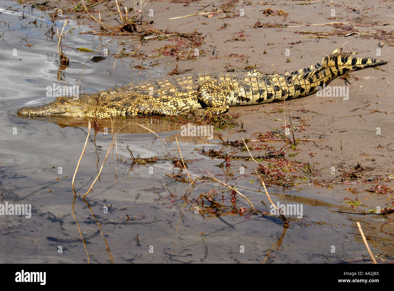 Crocodile rivière Chobe Botswana Afrique du Sud Banque D'Images Crocodile rivière Chobe Botswana Afrique du Sud Banque D'Images