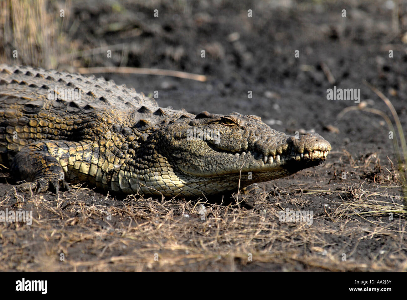 Crocodile rivière Chobe Botswana Afrique du Sud Banque D'Images Crocodile rivière Chobe Botswana Afrique du Sud Banque D'Images