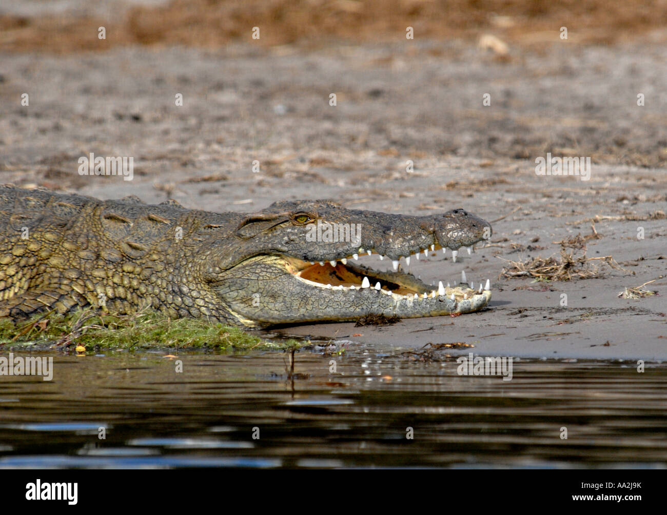 Crocodile rivière Chobe Botswana Afrique du Sud Banque D'Images Crocodile rivière Chobe Botswana Afrique du Sud Banque D'Images