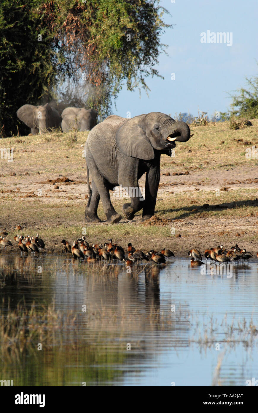 Elephant rivière Chobe Botswana Afrique du Sud Banque D'Images Elephant rivière Chobe Botswana Afrique du Sud Banque D'Images