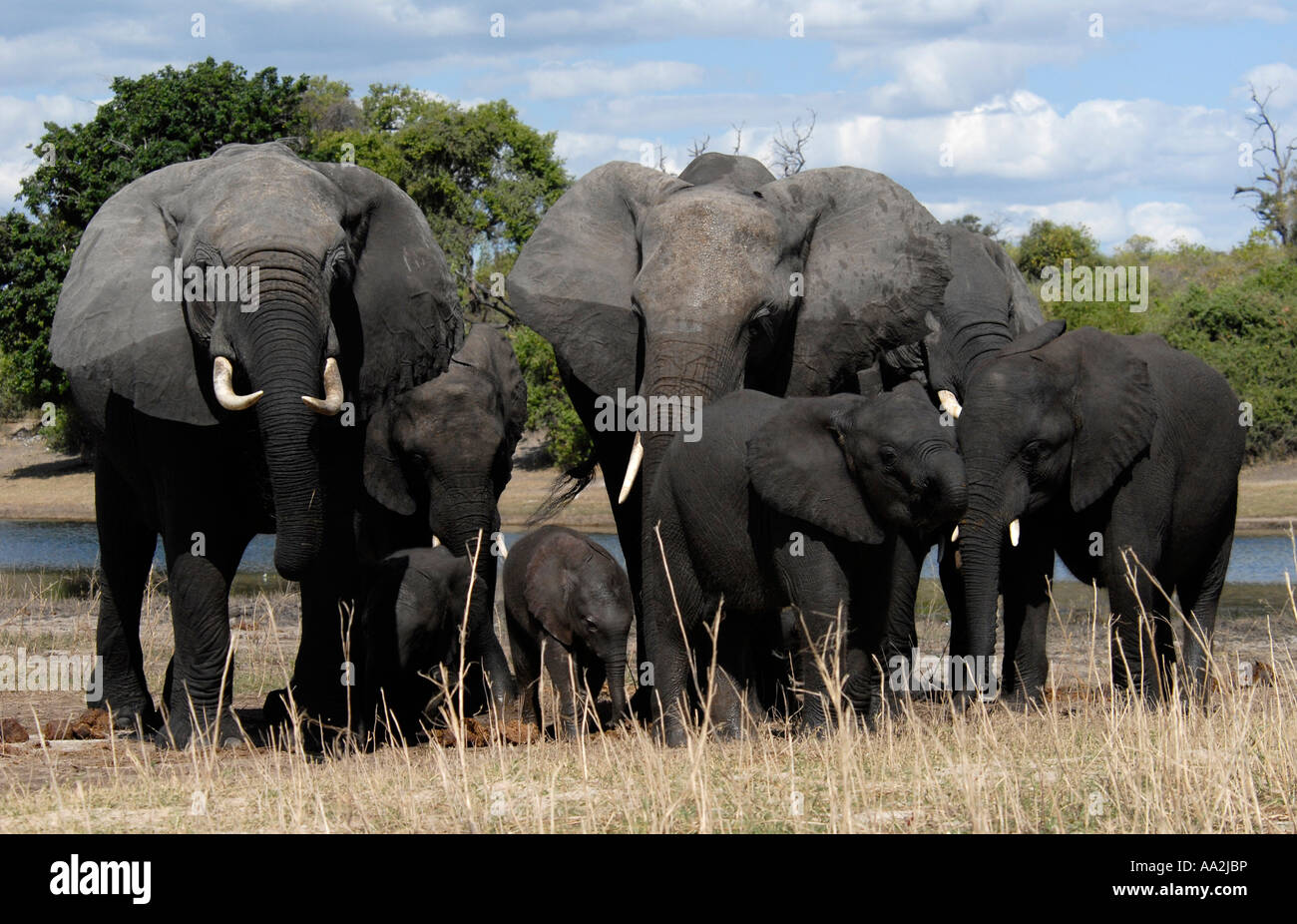 Groupe Famille éléphants rivière Chobe Chobe Botswana Afrique du Sud Banque D'Images Groupe Famille éléphants rivière Chobe Chobe Botswana Afrique du Sud Banque D'Images