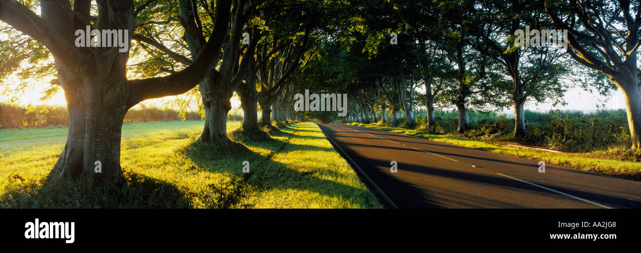 Road nr Wimborne Dorset England UK Banque D'Images