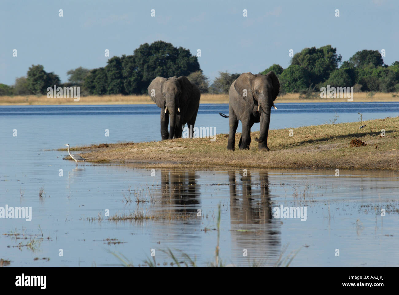 Deux éléphants bord de l'eau rivière Chobe Botswana Afrique du Sud Banque D'Images Deux éléphants bord de l'eau rivière Chobe Botswana Afrique du Sud Banque D'Images