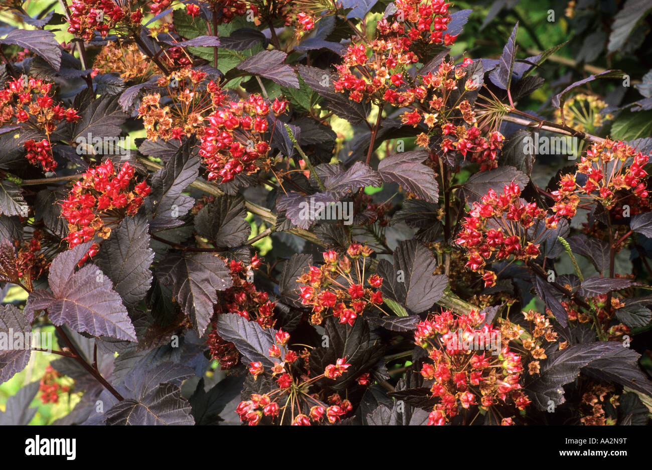 Physocarpus opulifolius Diabolo fleur et feuillage Banque D'Images