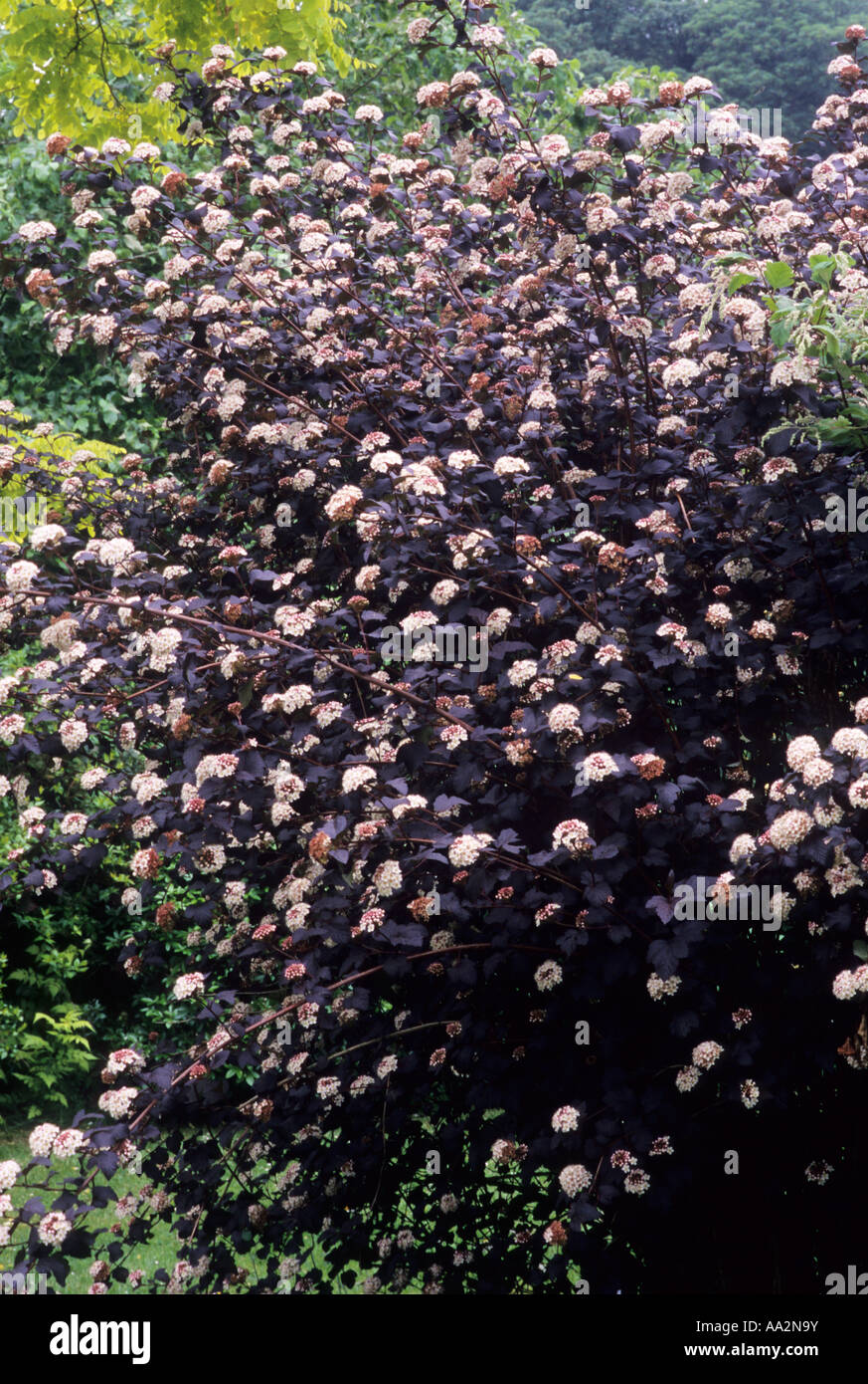 Physocarpus opulifolius 'Diabolo', l'ensemble de l'arbuste, physocarpe, bronze foncé feuillage noir, feuille, feuilles, fleurs roses, plantes de jardin Banque D'Images