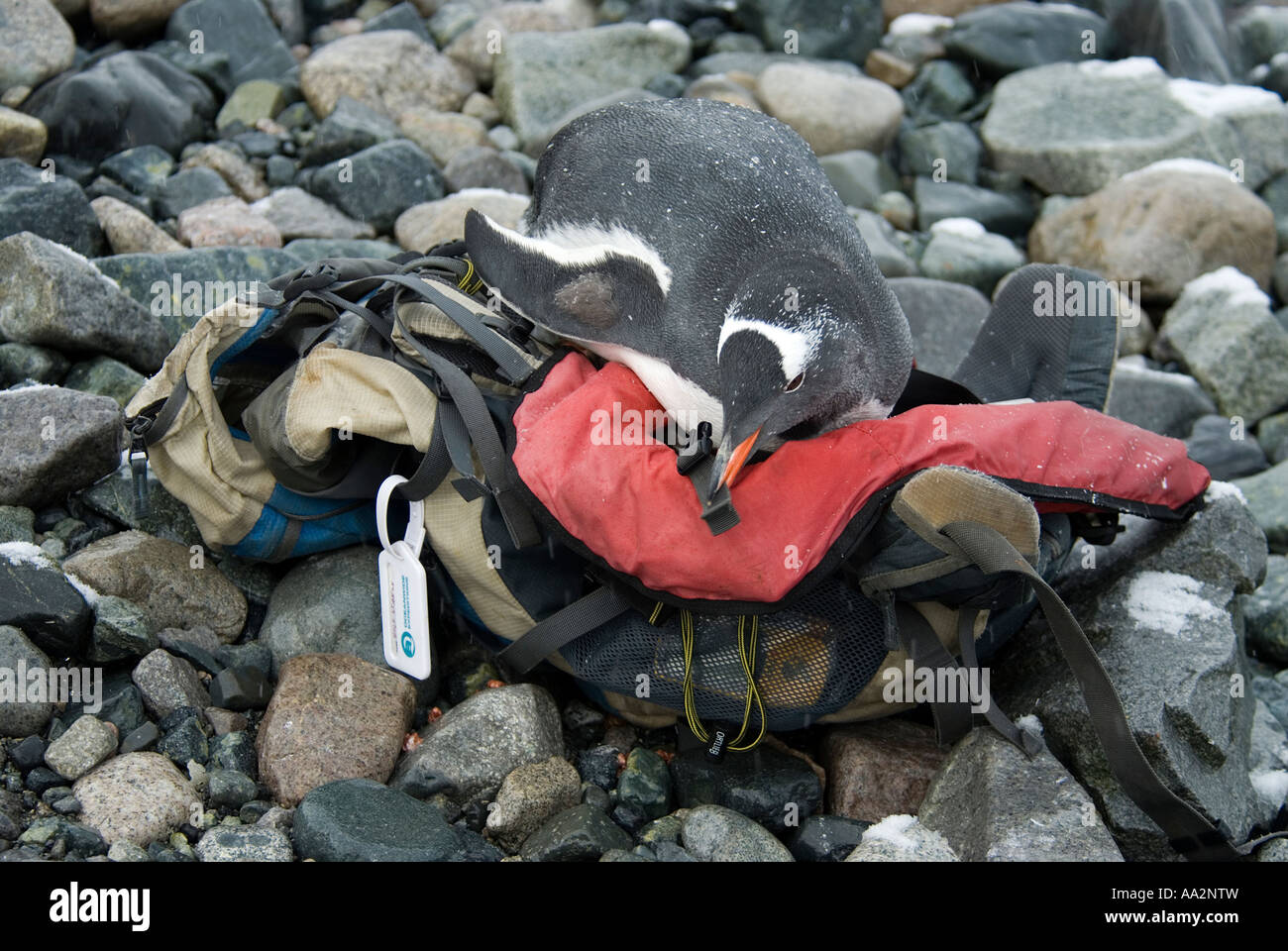 Gentoo pingouin, Pygoscelis papua, couché sur un sac à dos, Costa Danco, Antarctique. Banque D'Images