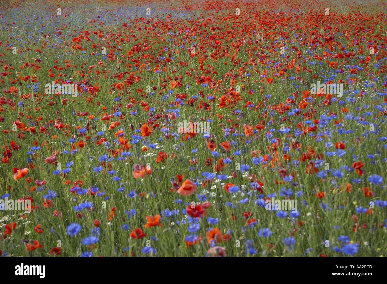 Fleurs de pavot avec barbeaux Banque D'Images