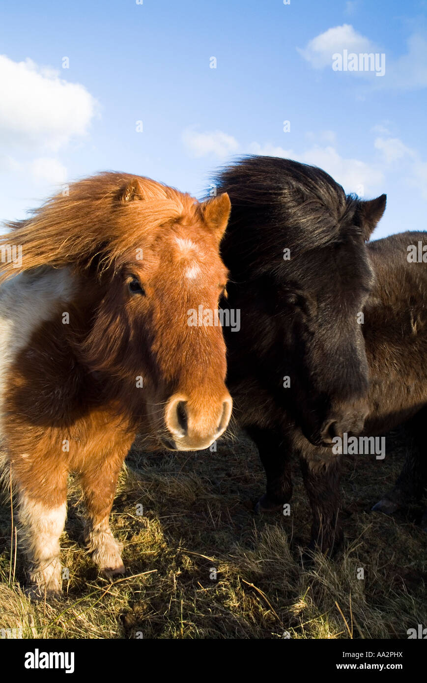 dh SHETLAND PONEY UK Pieball chesnut White Black poneys tête de lit deux paires de têtes d'animaux d'élevage 2 ecosse Banque D'Images