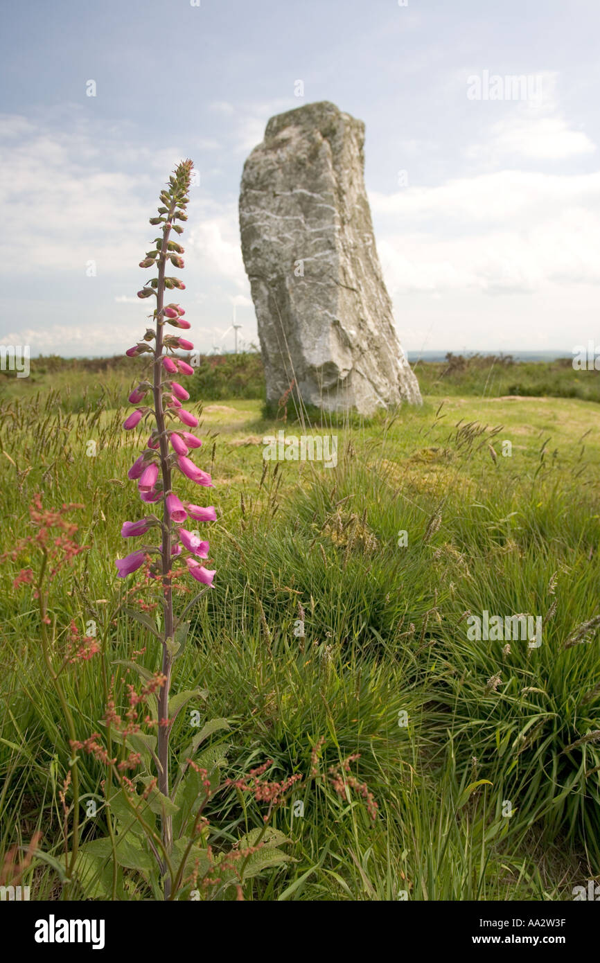 Le Breocks Longstone à St vers le bas de la digitale et de Cornwall Banque D'Images