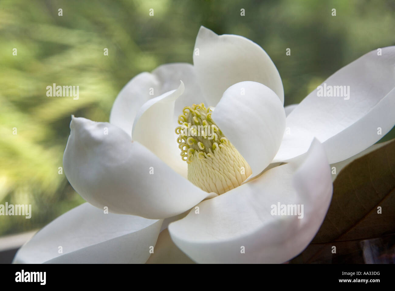 Magnolia grandiflora de près. Banque D'Images