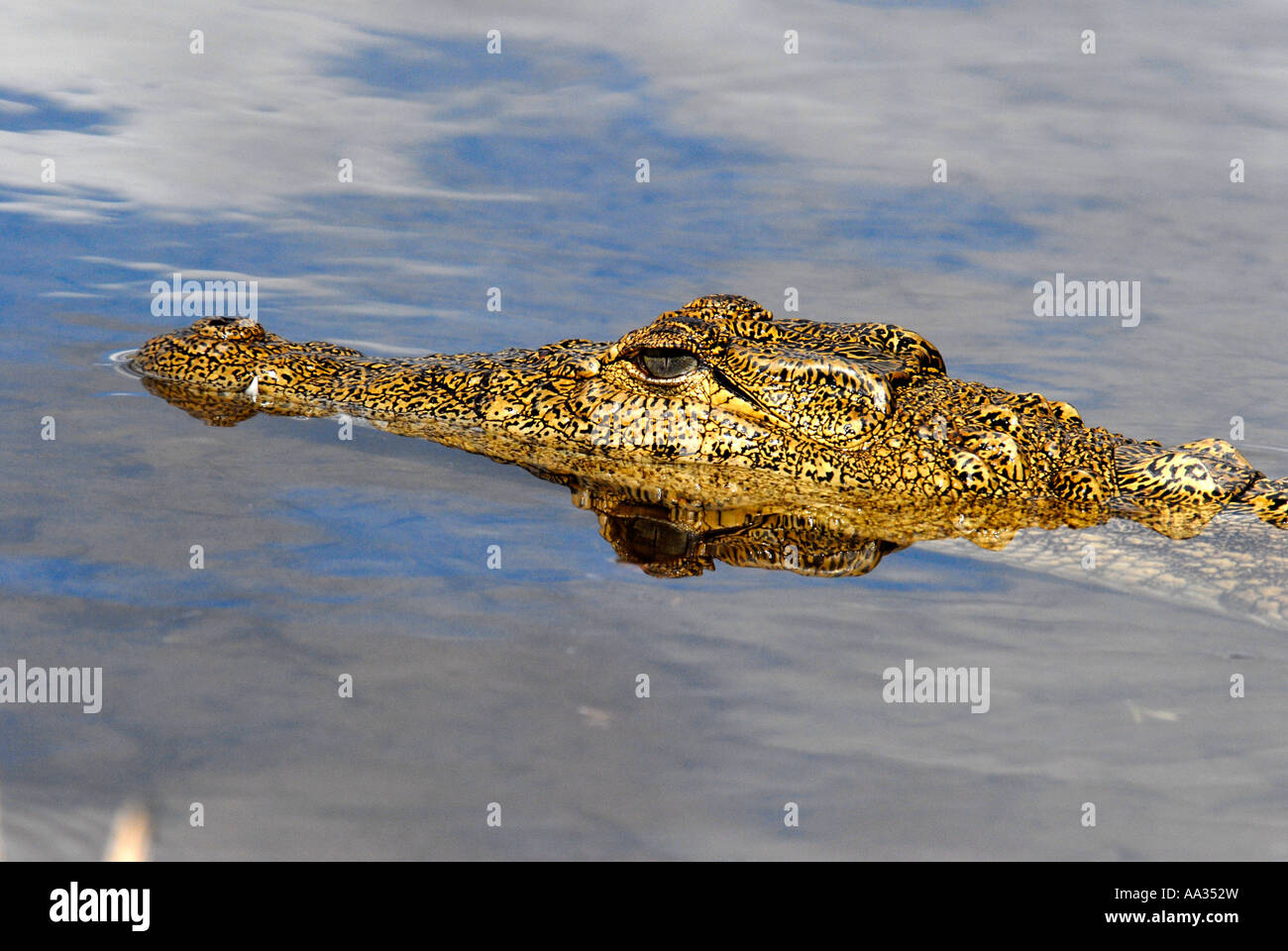 Crocodile rivière Chobe Botswana Afrique du Sud Banque D'Images Crocodile rivière Chobe Botswana Afrique du Sud Banque D'Images
