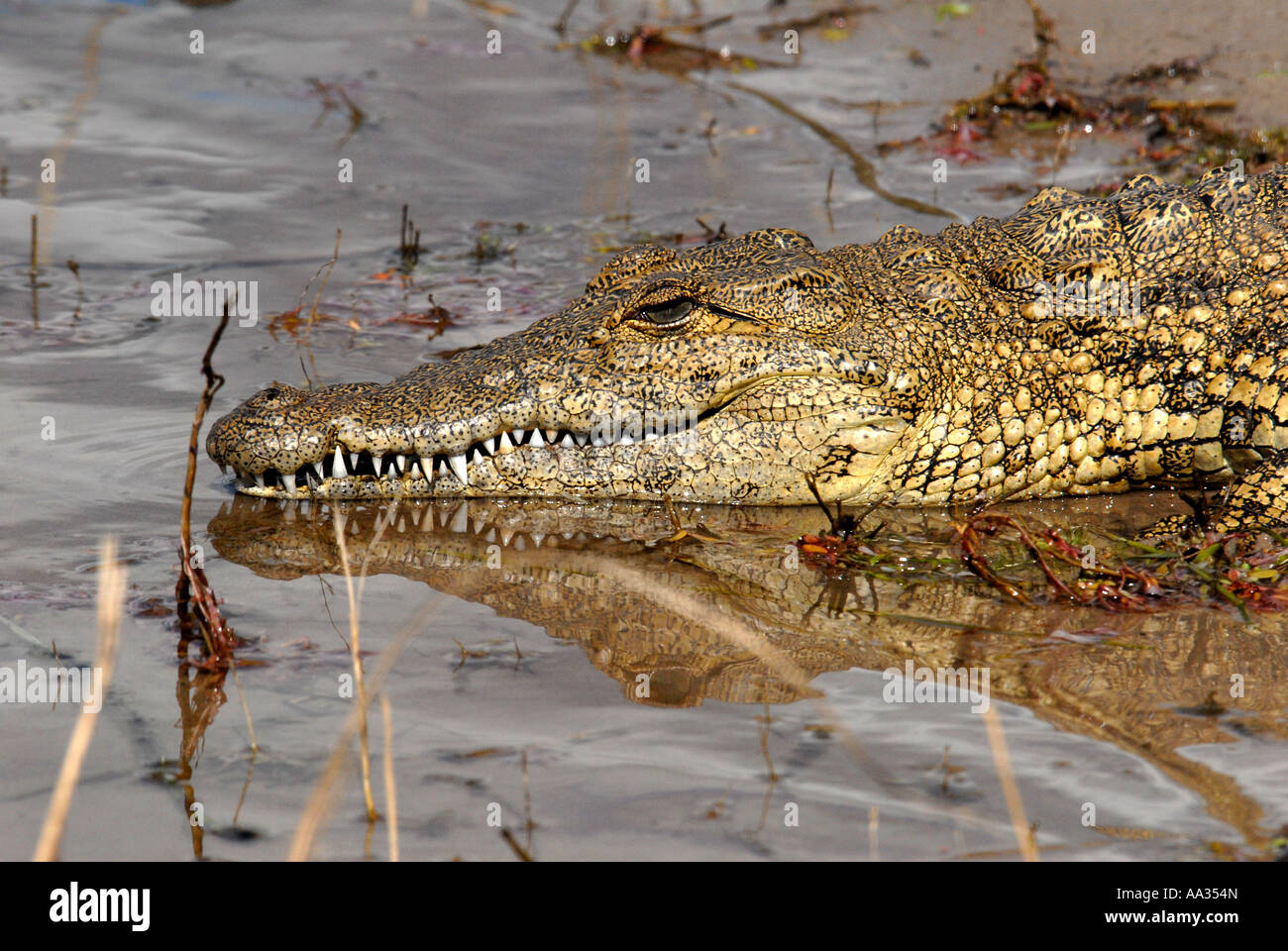 Crocodile rivière Chobe Botswana Afrique du Sud Banque D'Images Crocodile rivière Chobe Botswana Afrique du Sud Banque D'Images