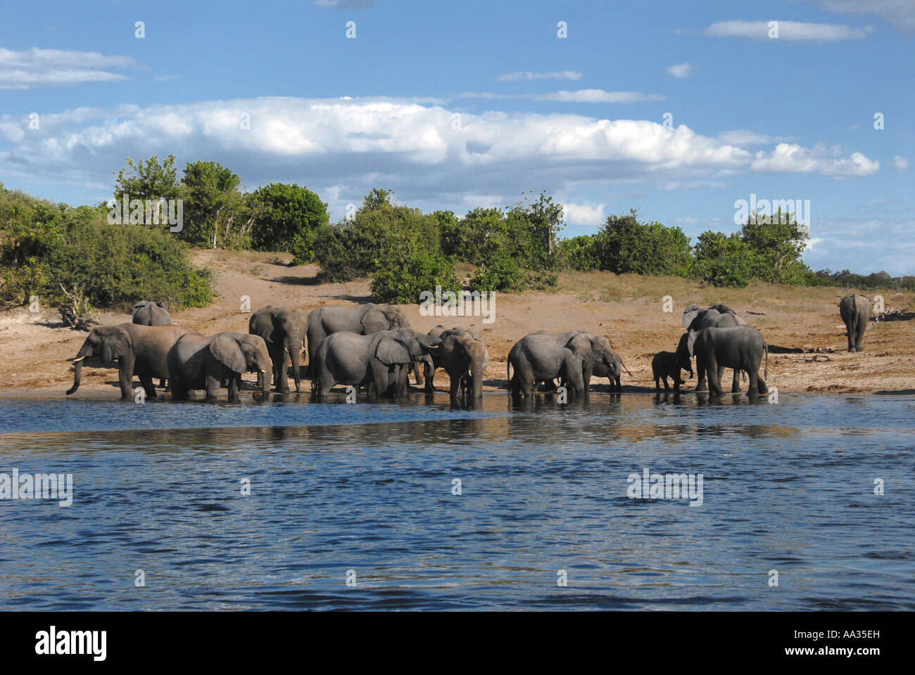 Groupe Famille éléphants rivière Chobe Botswana Afrique du Sud Banque D'Images Groupe Famille éléphants rivière Chobe Botswana Afrique du Sud Banque D'Images