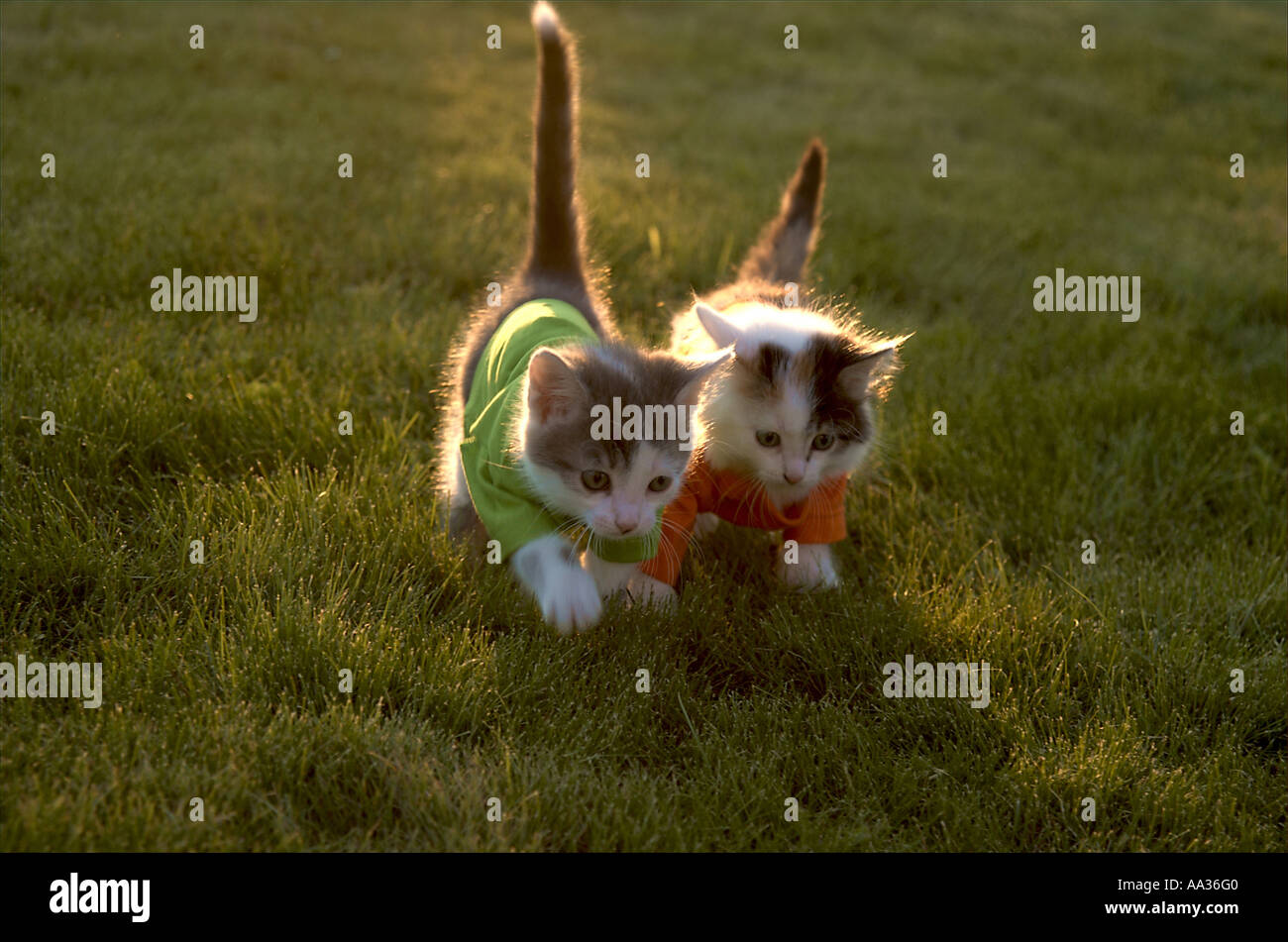 Deux chats sur l'herbe verte Banque D'Images