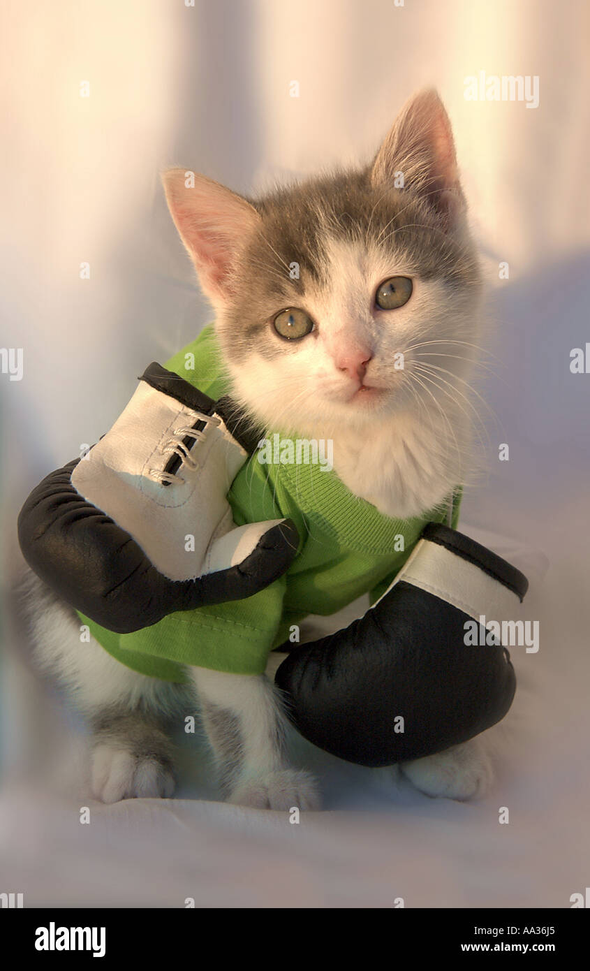 Cat de silencieux Banque D'Images