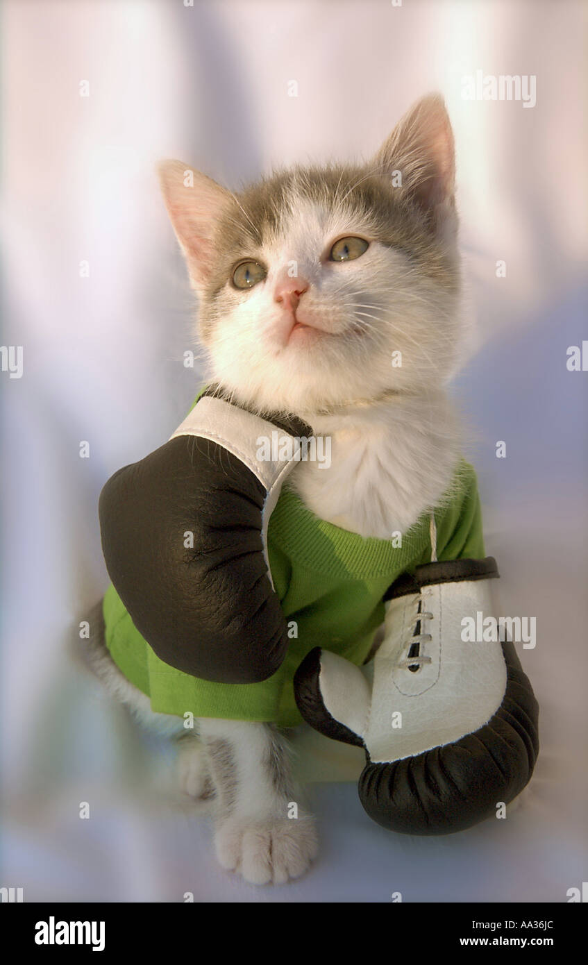 Cat de silencieux Banque D'Images