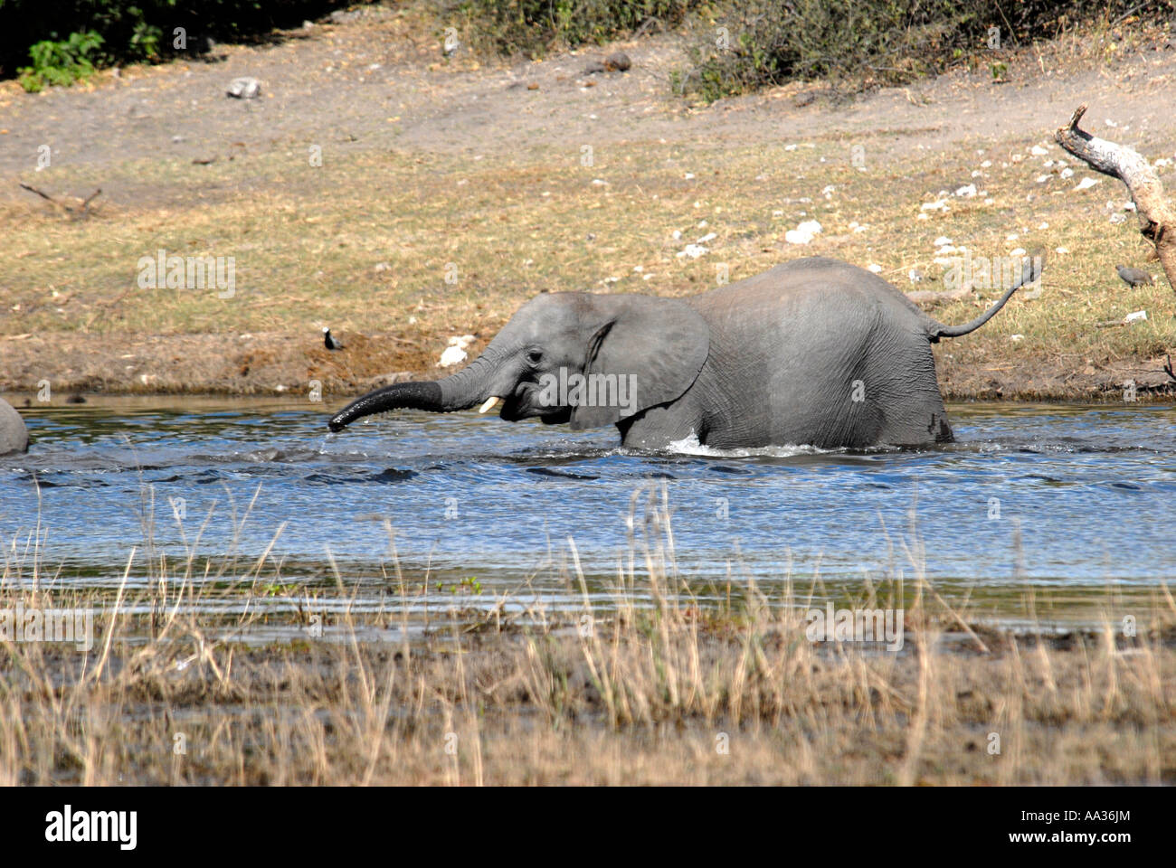 Les jeunes elephant crossing rivière Chobe Botswana Afrique du Sud Banque D'Images Les jeunes elephant crossing rivière Chobe Botswana Afrique du Sud Banque D'Images