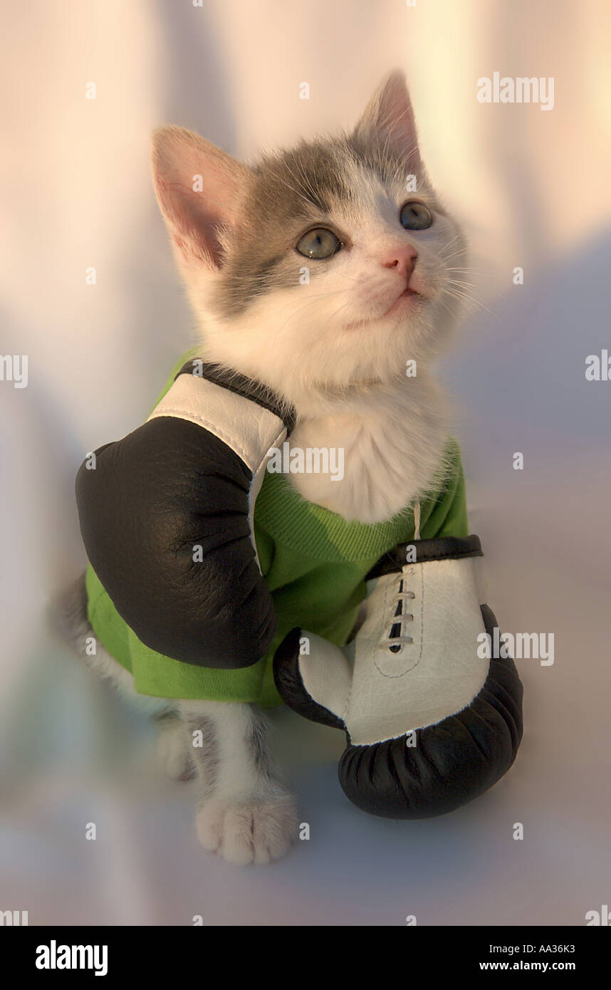 Cat de silencieux Banque D'Images