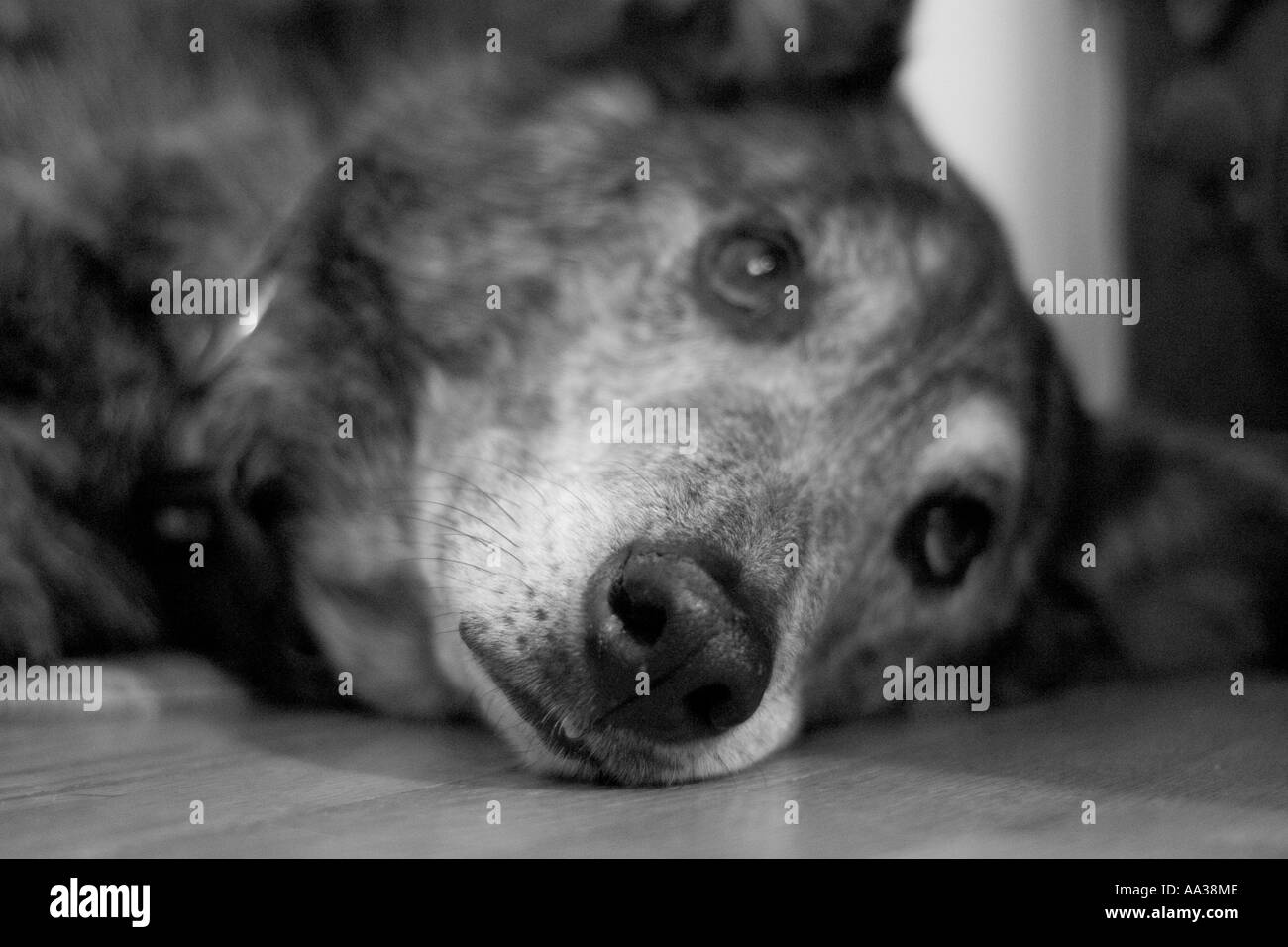 Chien couché sur le plancher à la triste Banque D'Images