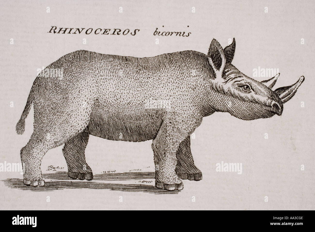 Rhinoceros Bicornis. Gravée par P Halpin 18e siècle Banque D'Images
