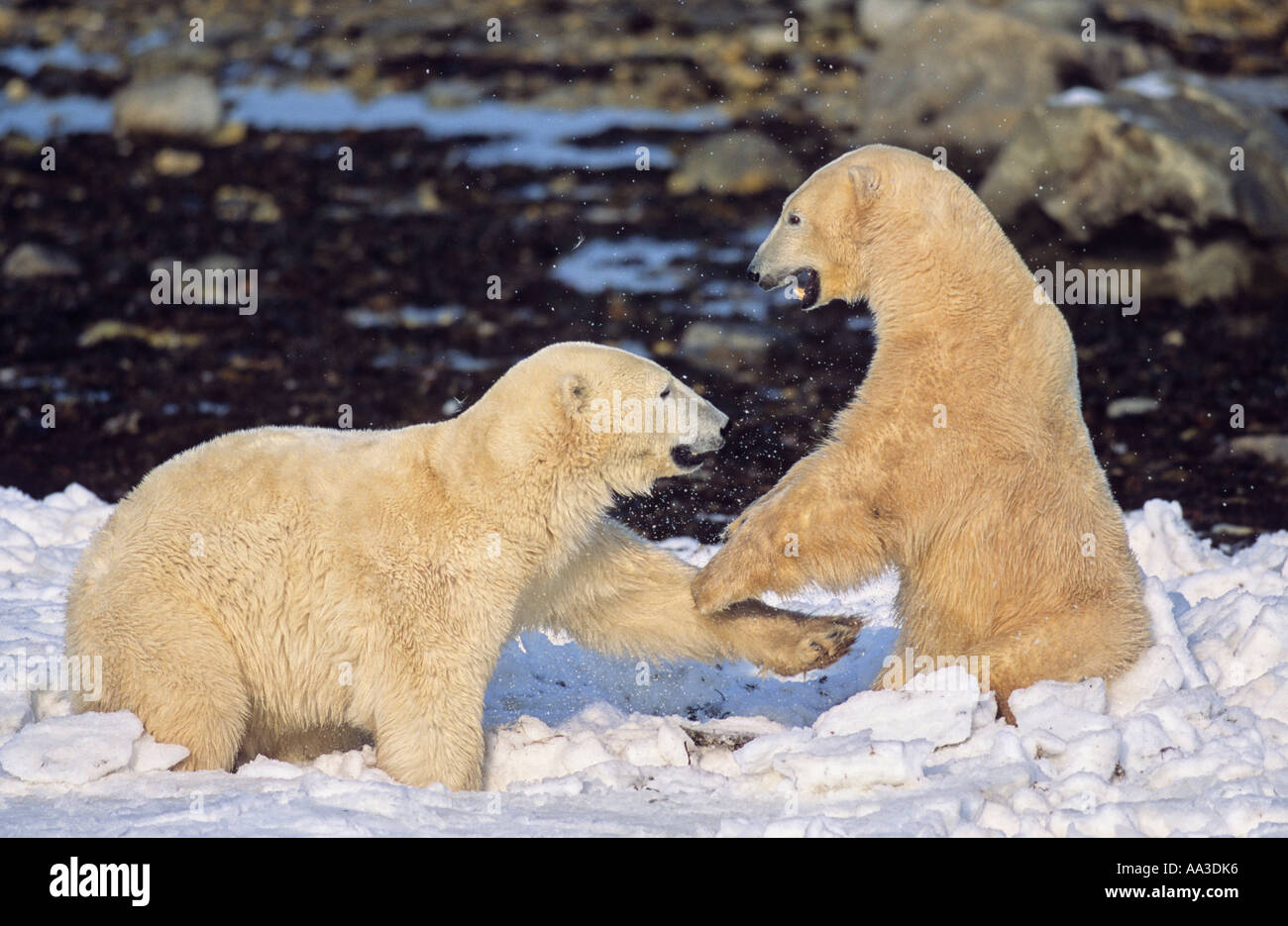 Les ours polaires playfighting wrestling Churchill Manitoba Canada Banque D'Images