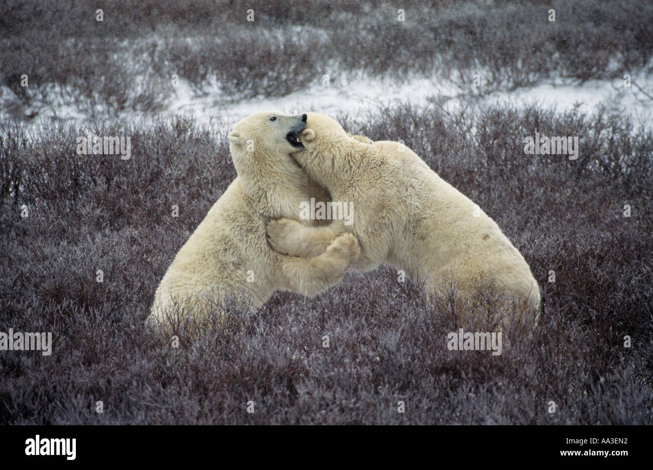 Les ours polaires playfighting wrestling Churchill Manitoba Canada Banque D'Images