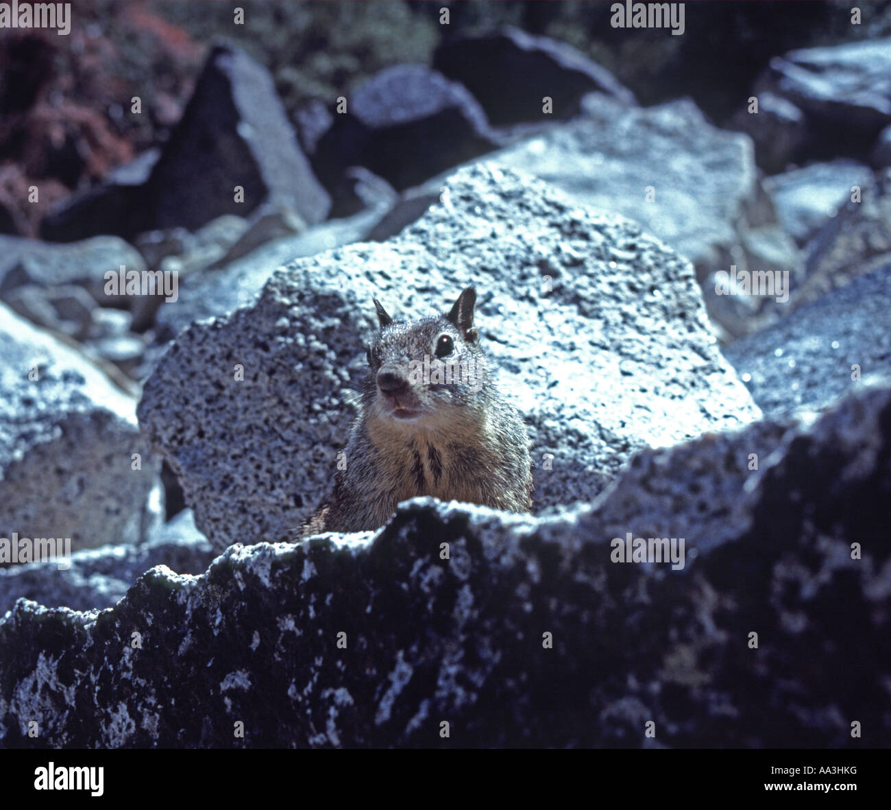 Spermophile de Californie Citellus beecheyi in Yosemite National Park California USA Banque D'Images