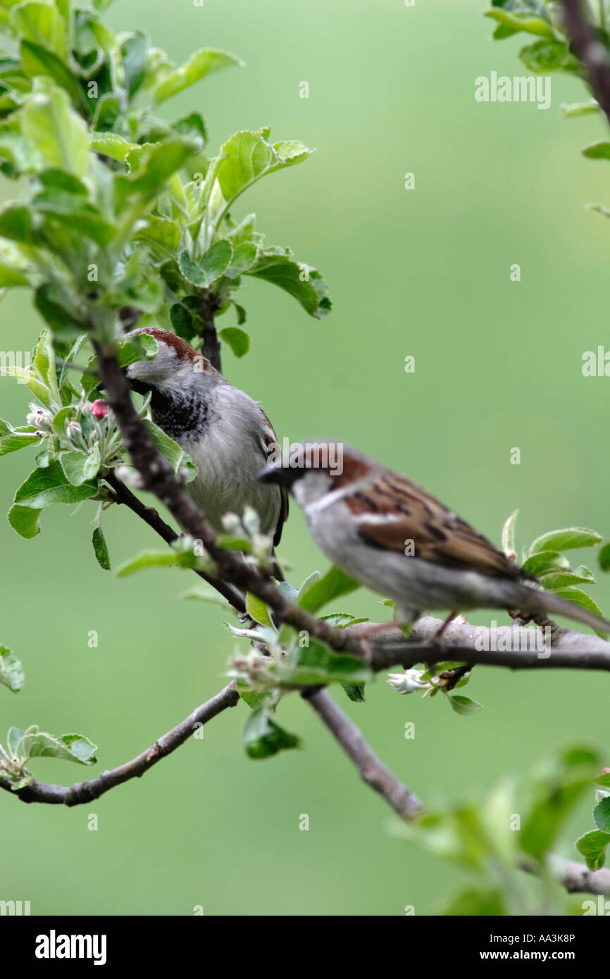 La lutte contre les moineaux (Passer montanus) Banque D'Images