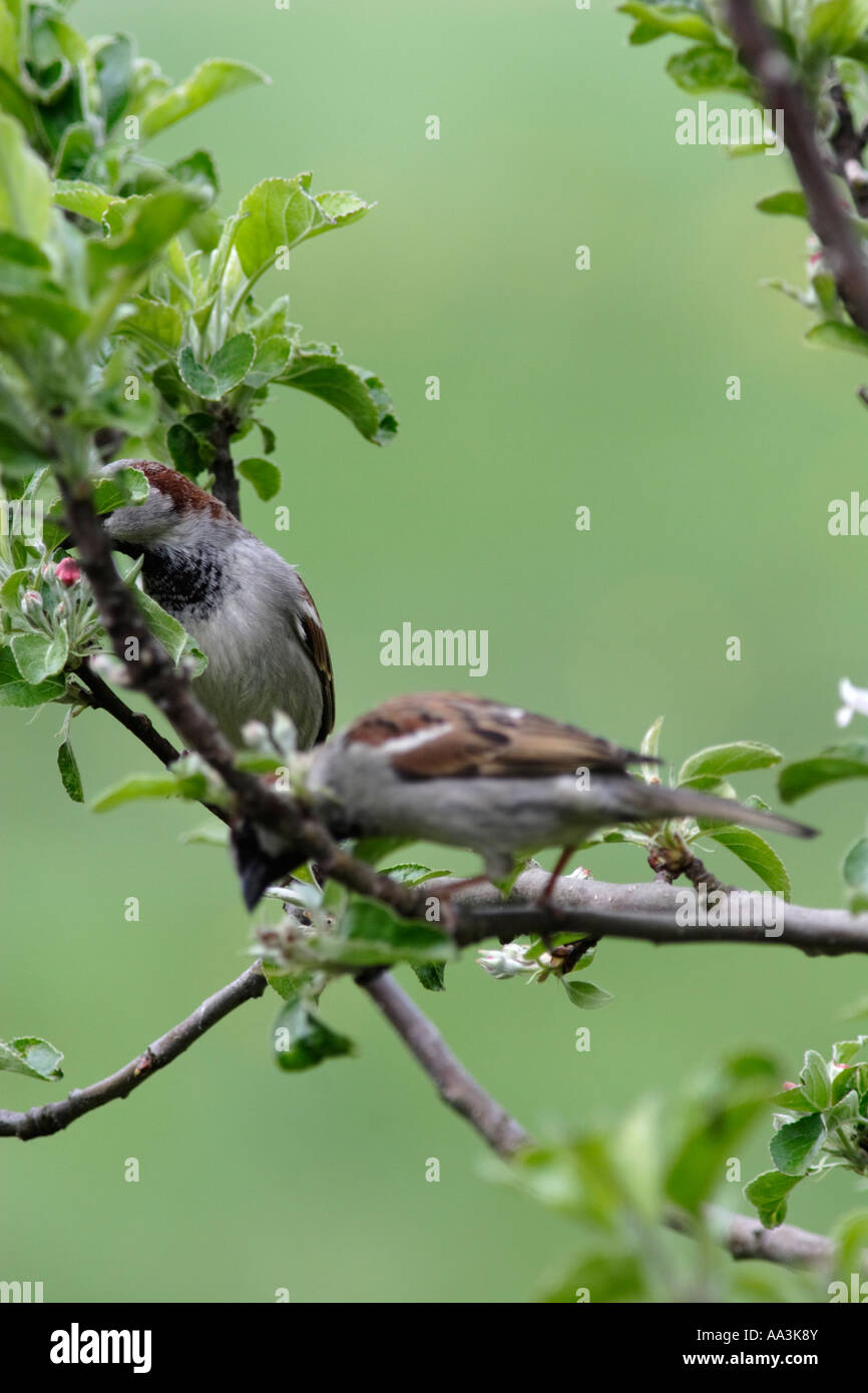 La lutte contre les moineaux (Passer montanus) Banque D'Images