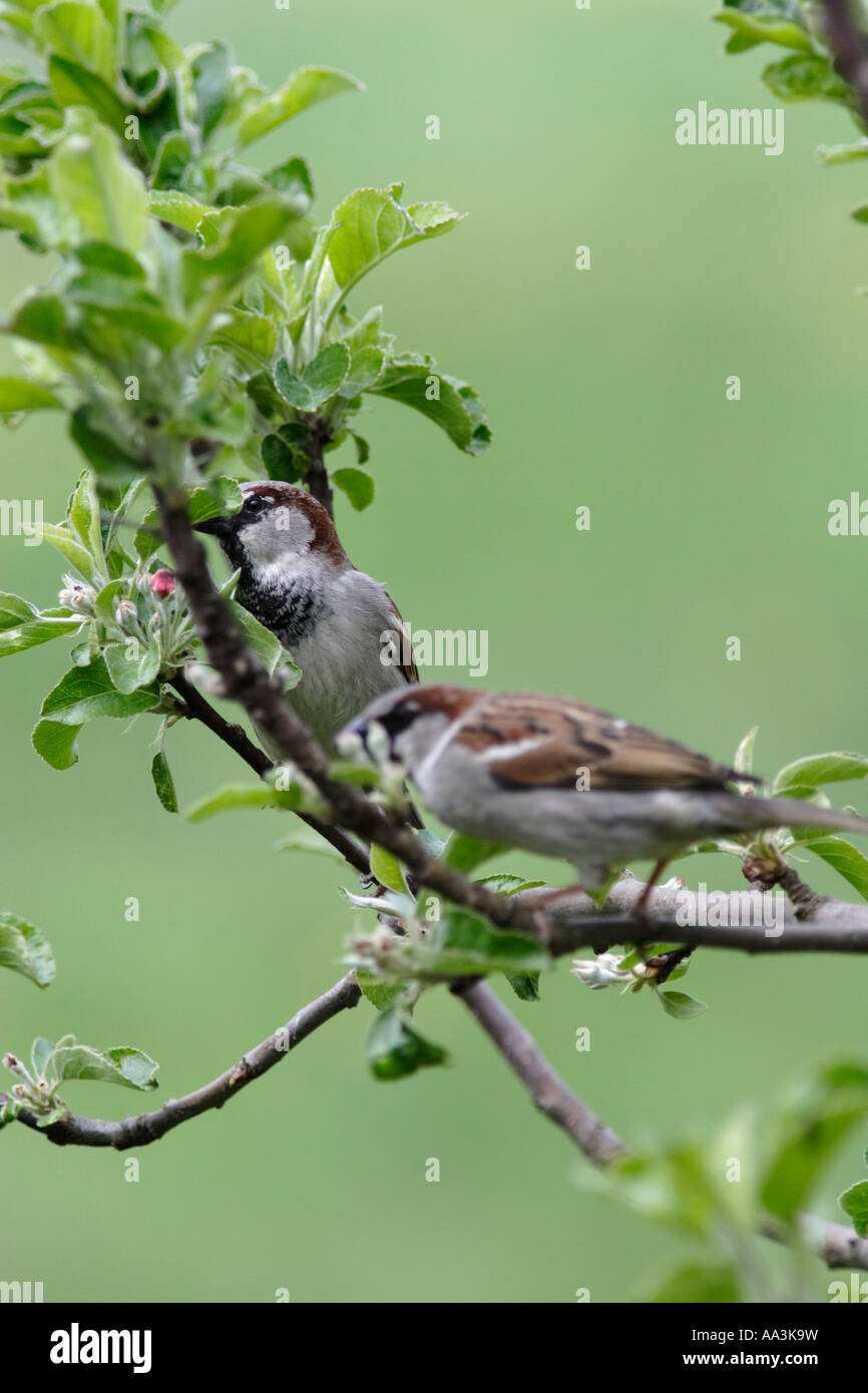 La lutte contre les moineaux (Passer montanus) Banque D'Images