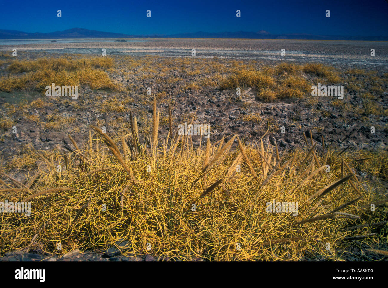 Plantes sel dans Salinas Grandes dans la Puna argentine Banque D'Images