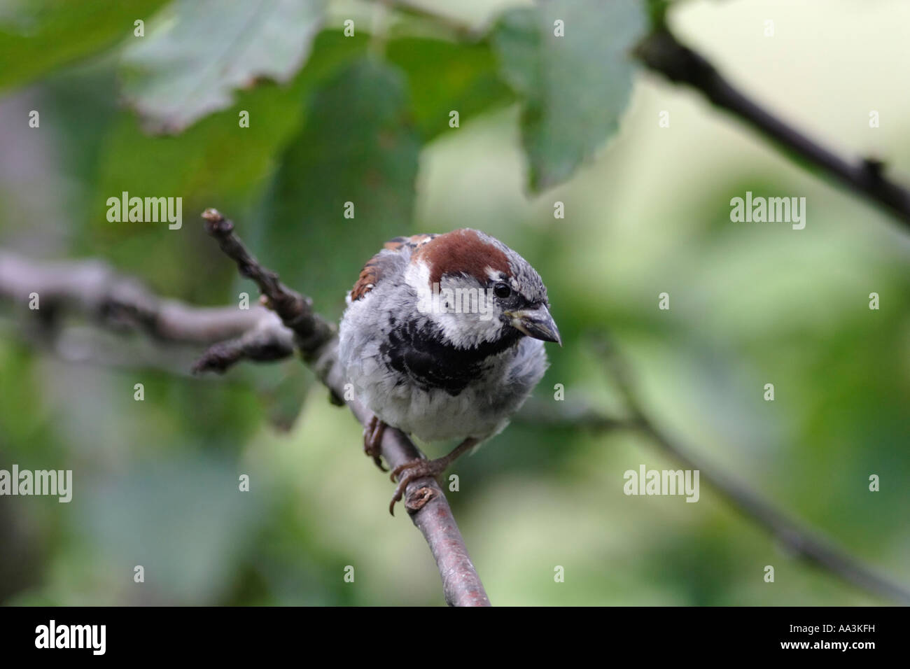 Moineau domestique (Passer domesticus) Banque D'Images