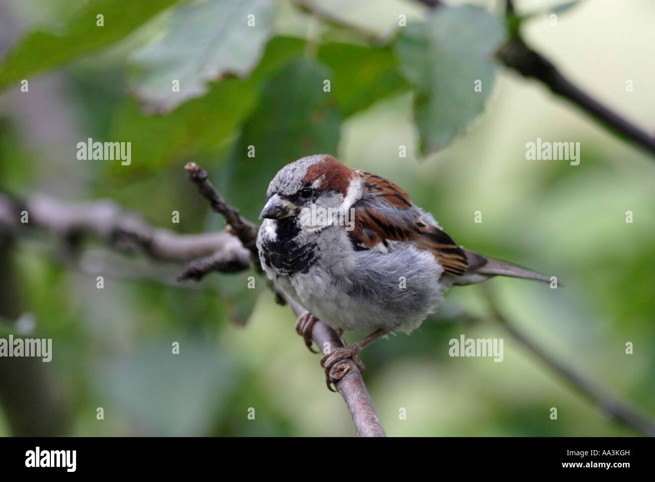 Moineau domestique (Passer domesticus) Banque D'Images