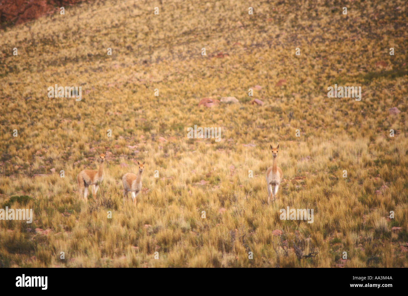 Vicugnas ou vigognes à grande prairie de montagne dans la Puna argentine Banque D'Images