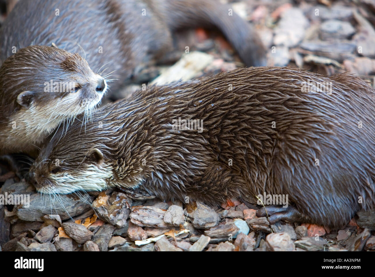 Deux griffes courtes asiatique Otter sur sol en pierre - Amblonyx Cinereus Banque D'Images