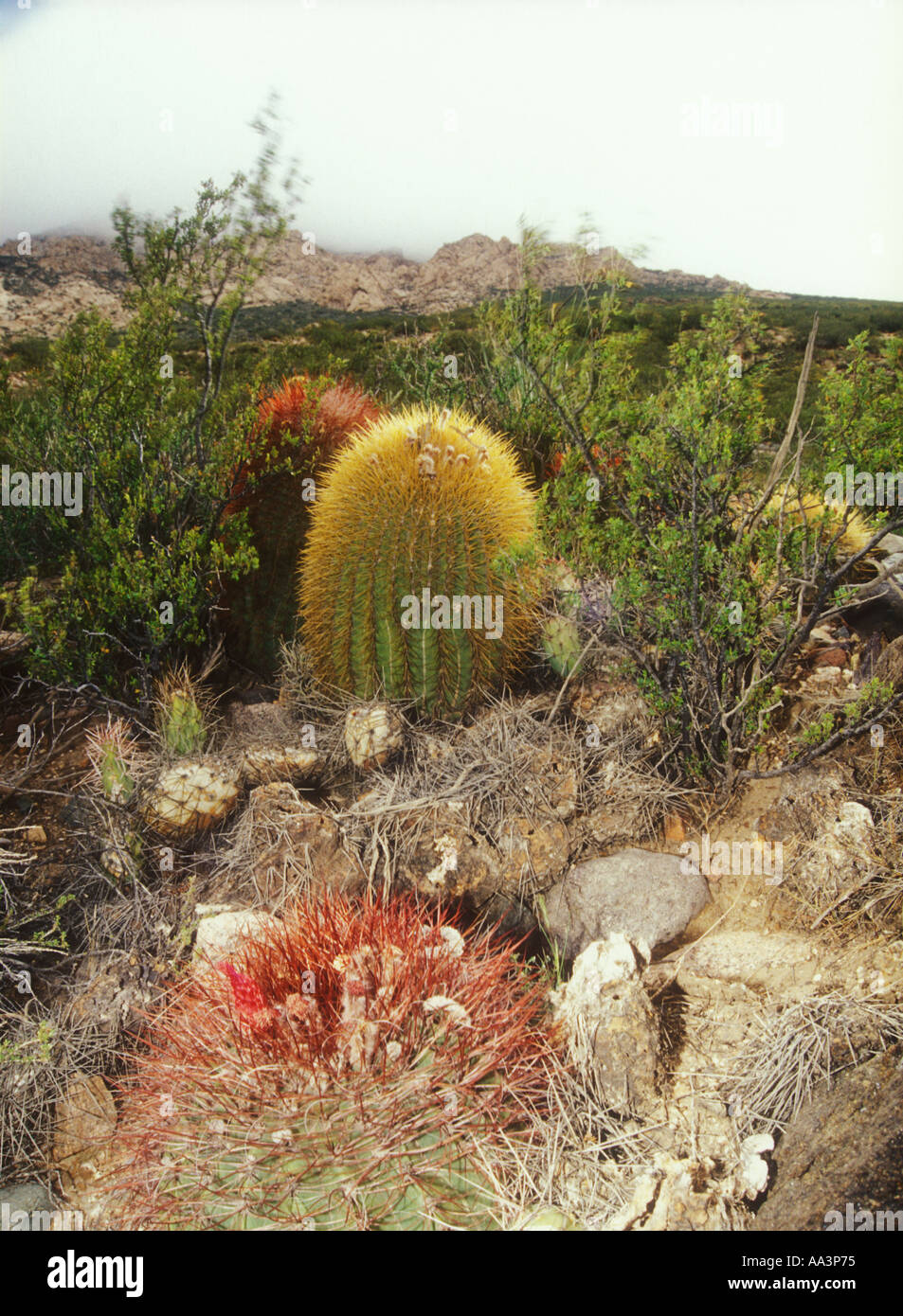 Denmoza rodacantha cactus dans la Puna dans l'ouest de l'Argentine Mendoza Banque D'Images