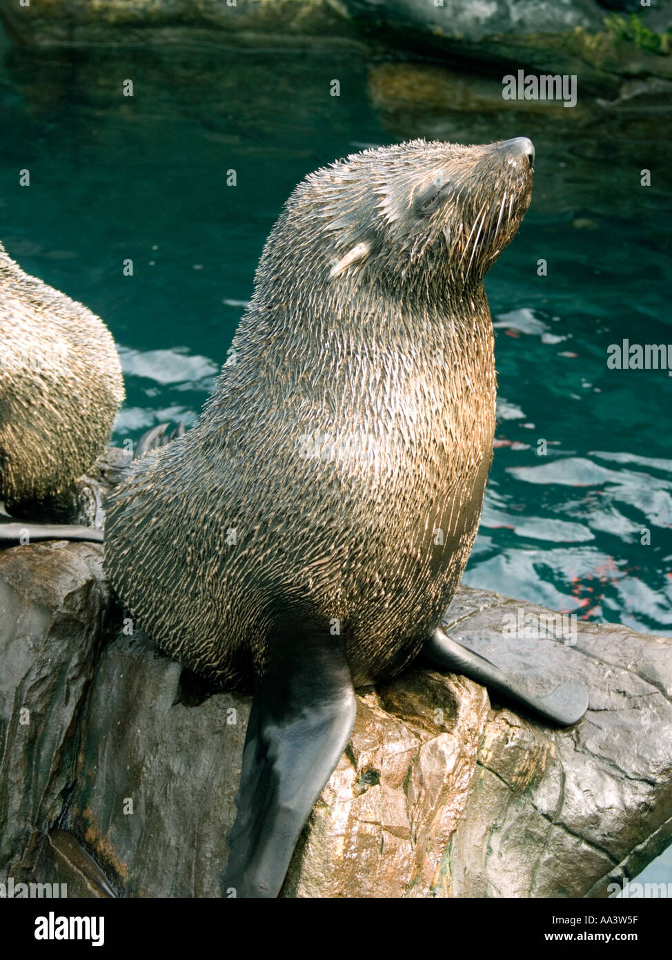 South American Fur Seal ( Arctocephalus australis ) de la faune animal mammifère mer océan marine plein air de jour photo de Jack Cox Banque D'Images