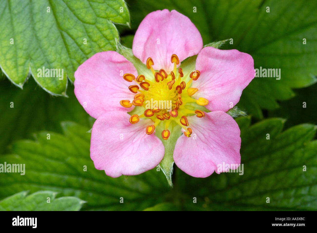 Fleur de fraisier Banque D'Images