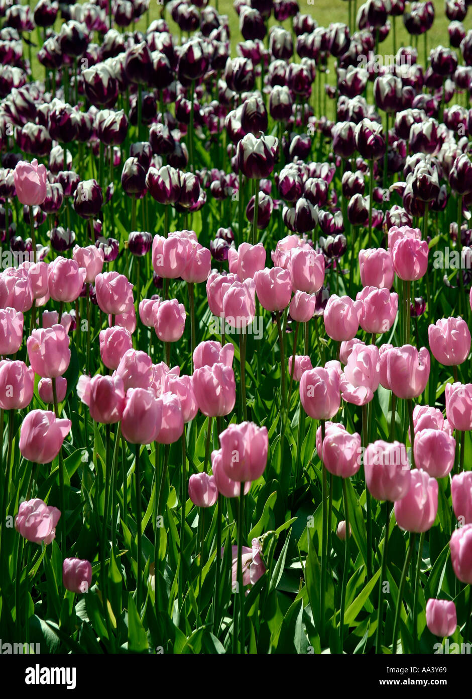 Jardins de Keukenhof, Leiden Pays-Bas Banque D'Images