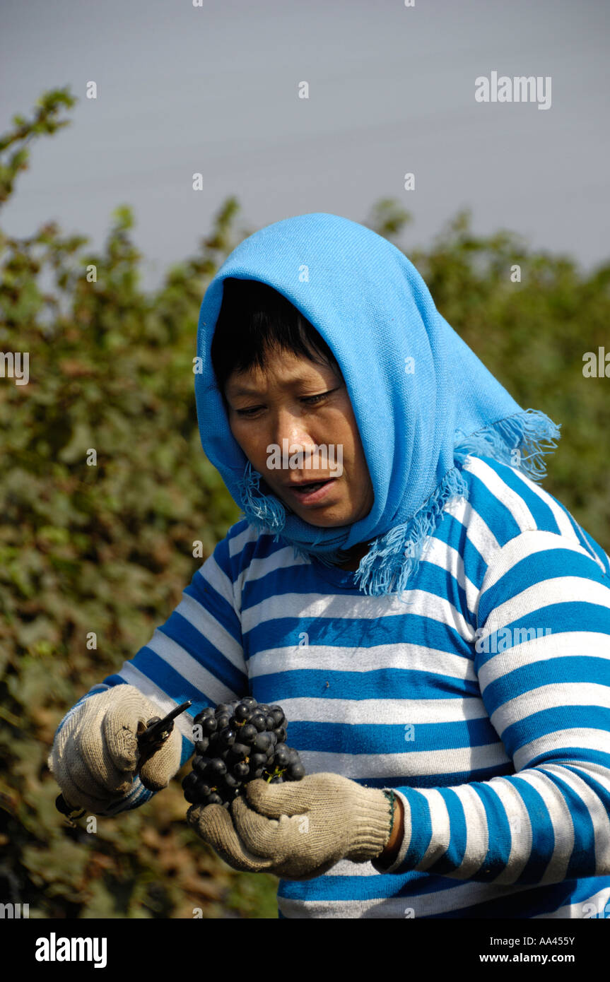 Womqn chinois picks raisins dans un vignoble dans la région de Changli Chine Hebei Sep 2006 Banque D'Images