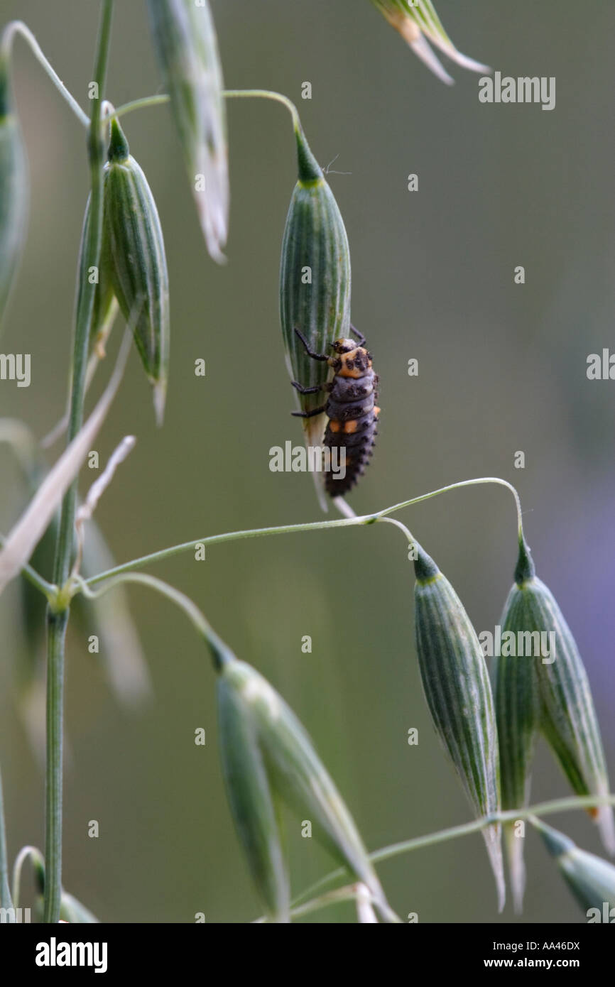 Larve de coccinelle sur l'avoine. C'est une larve de la sept points Coccinella septempunctata ladybeetle Banque D'Images
