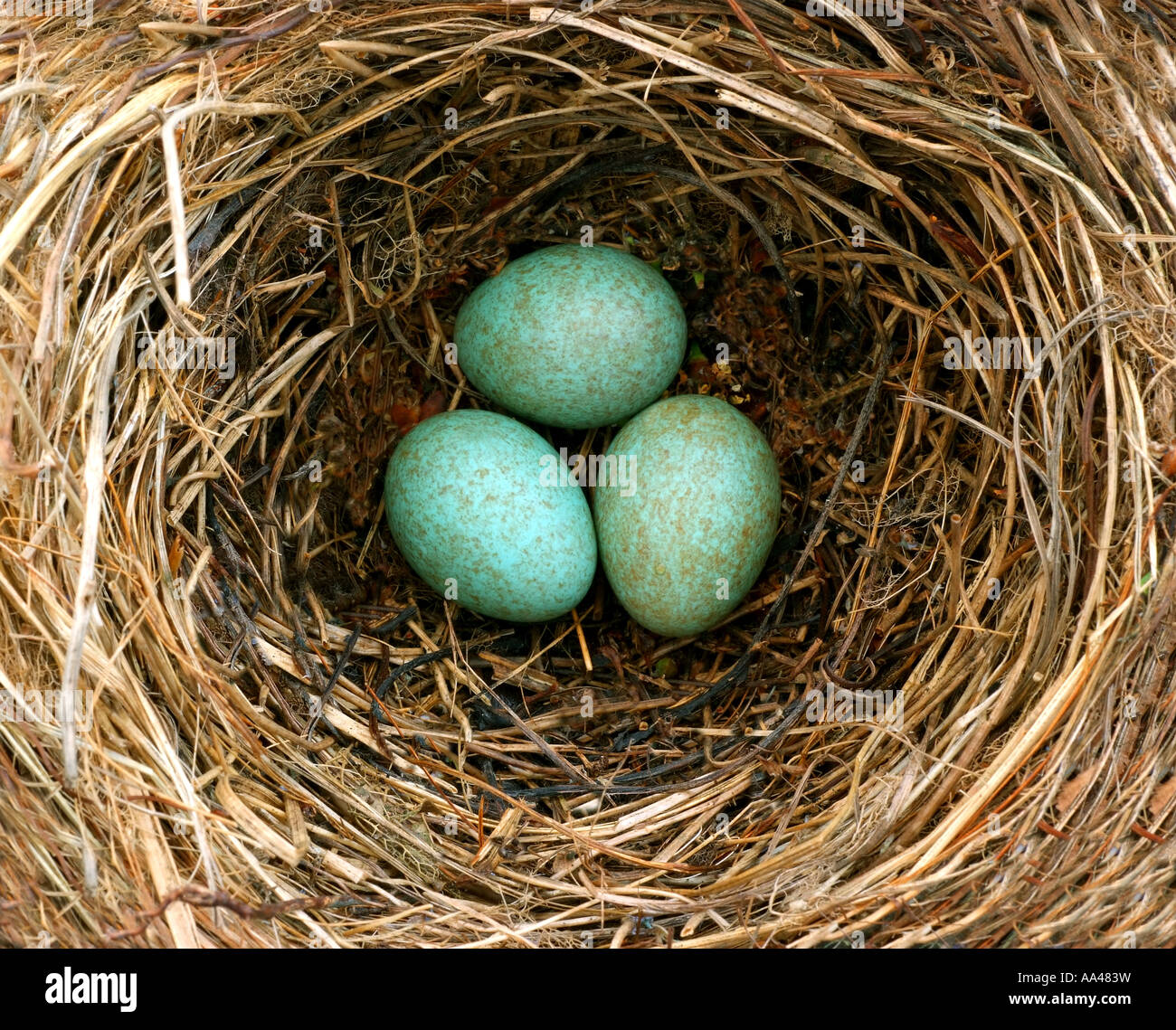 Nid de merle NOIR AVEC DES OEUFS Banque D'Images