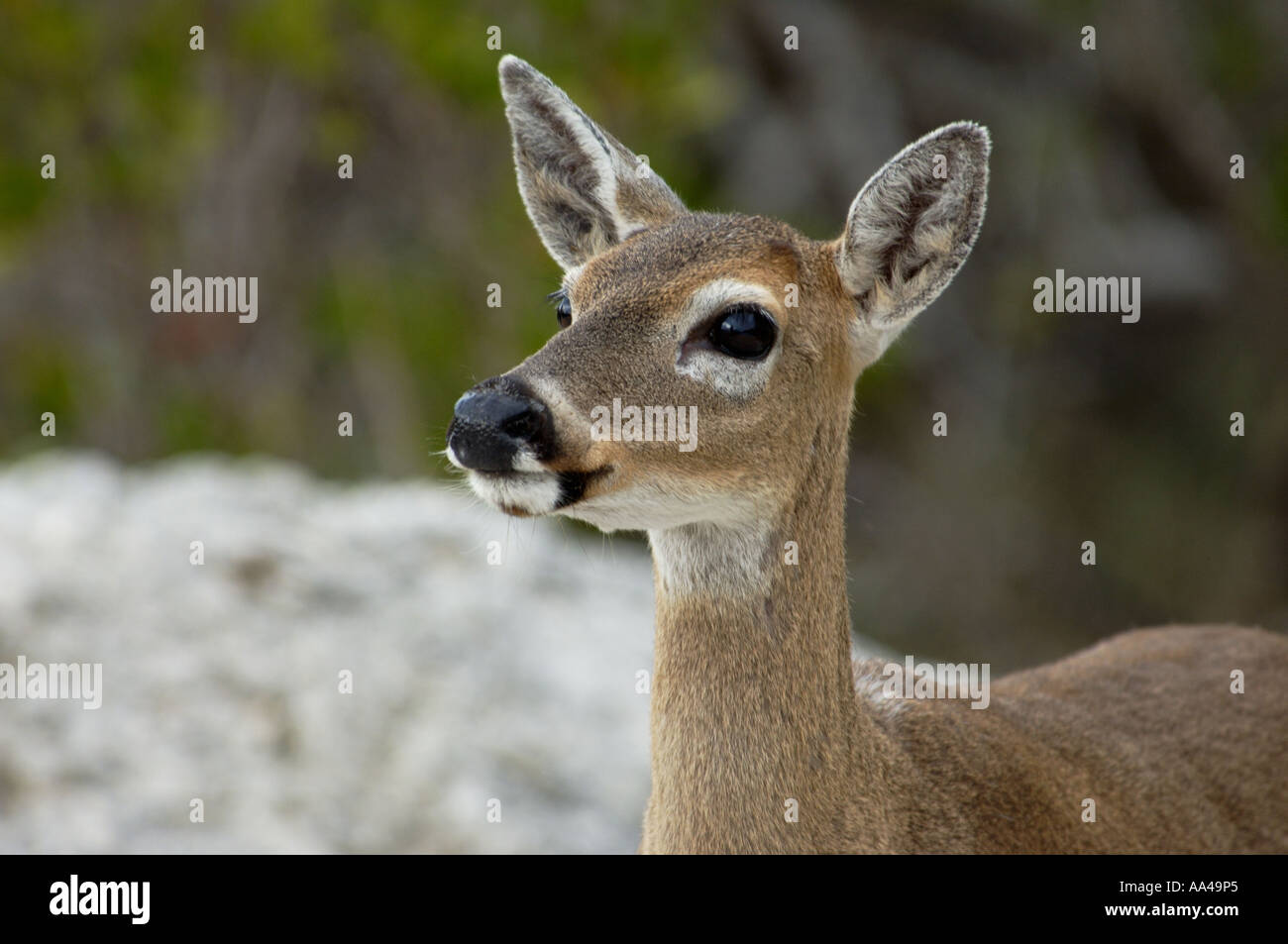 Key deer une espèce en voie de Big Pine Key National Wildlife Refuge, en Floride. Photographie numérique Banque D'Images